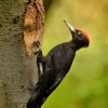 Datel cerny - Dryocopus martius - Black Woodpecker 2342